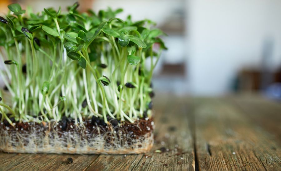 Why are microgreens so expensive: best guide & top reasons