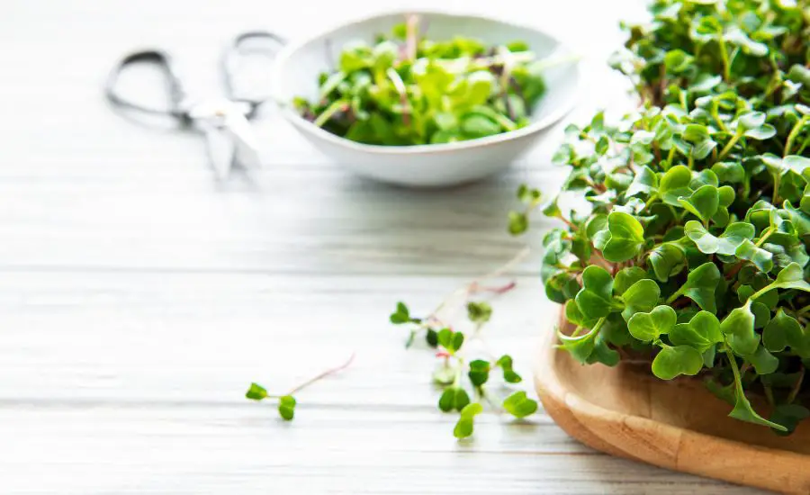 cook microgreens 1 1