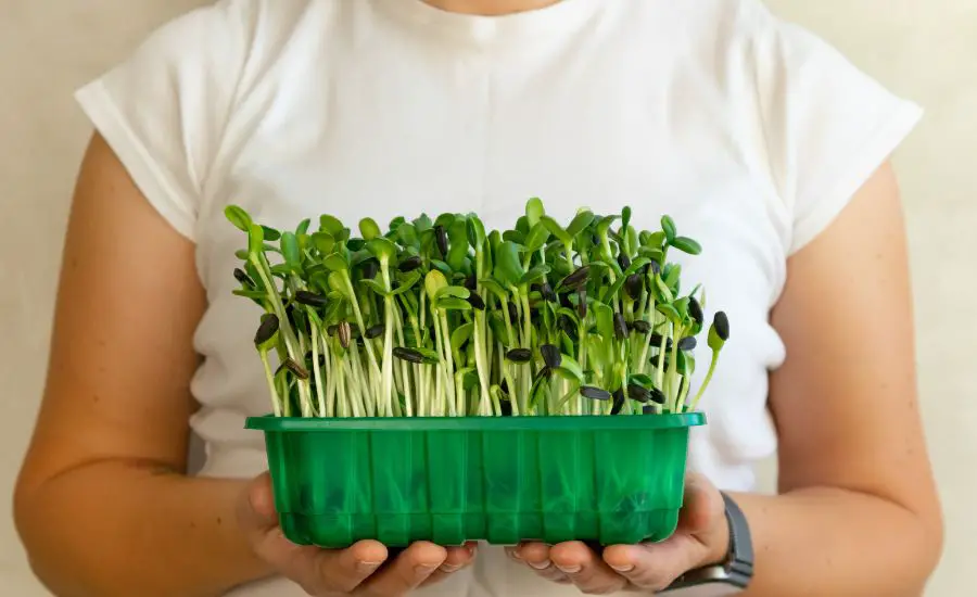 cook microgreens 1