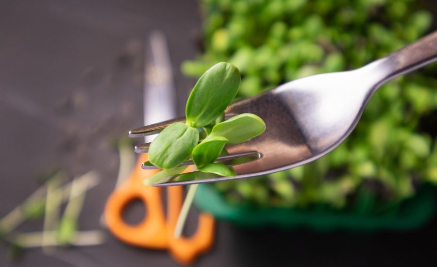 can you cook microgreens
