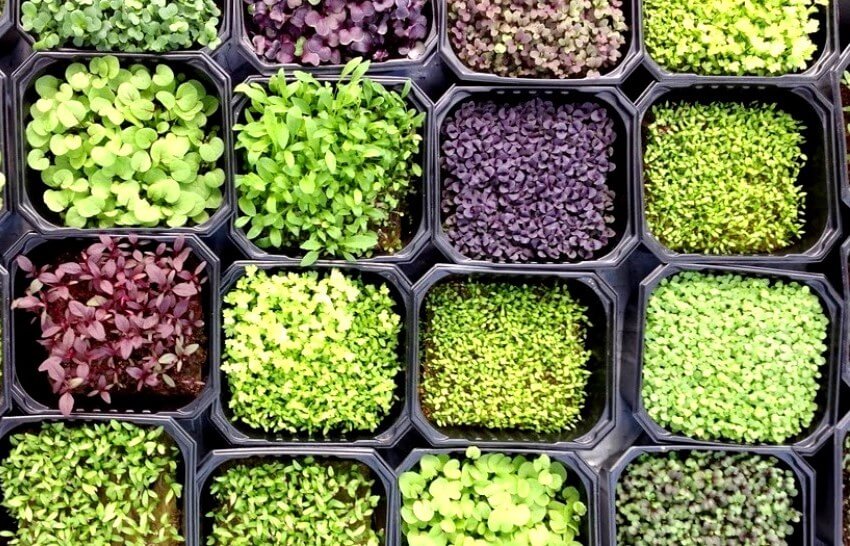 different types of microgreens 1