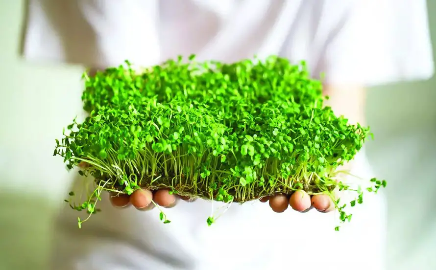 growing microgreens without soil