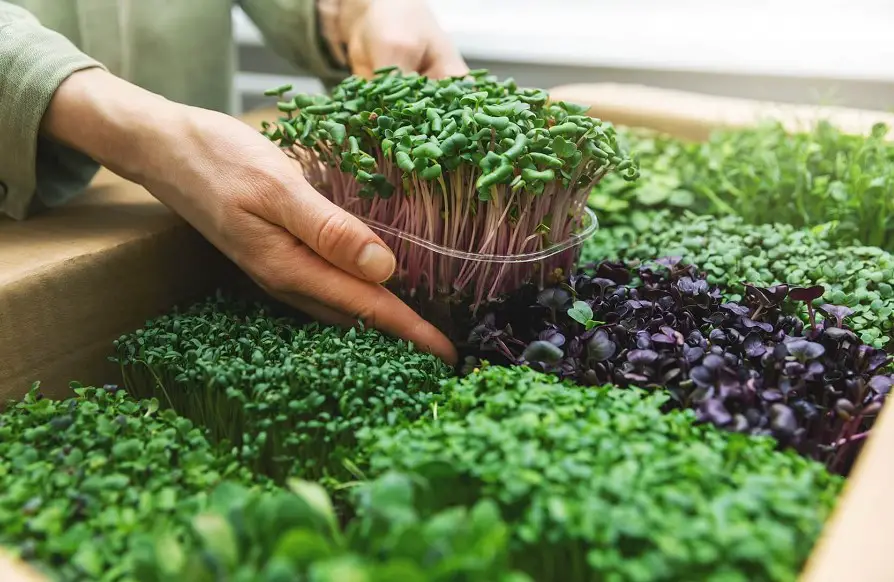 grow microgreen