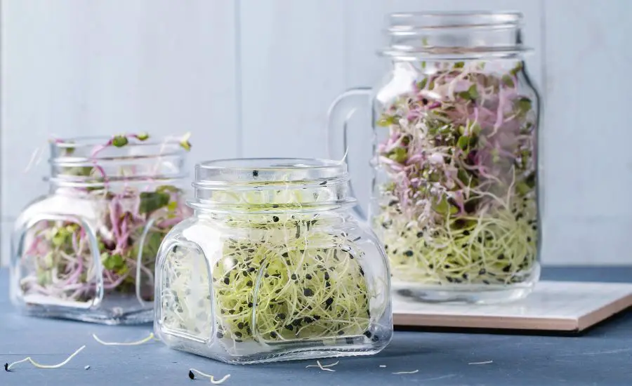 grow microgreens in a jar 1