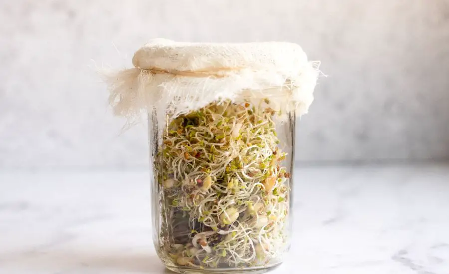 grow microgreens in a jar 11