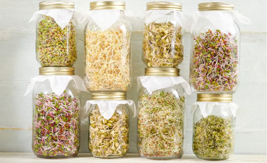 grow microgreens in a jar 12