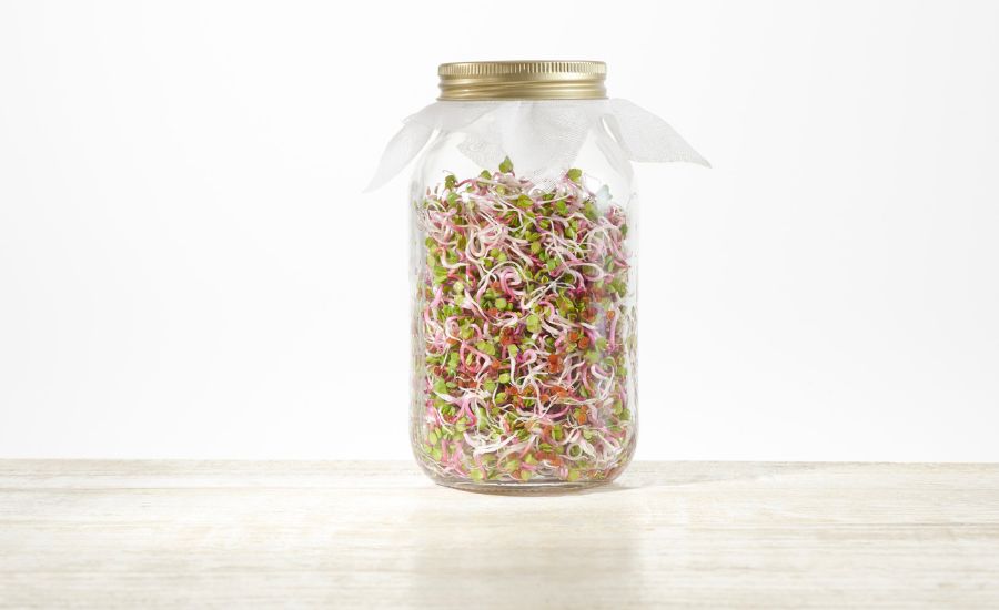 grow microgreens in a jar 13
