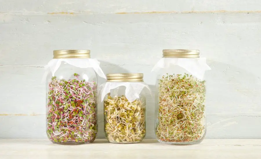 How to grow microgreens in a jar: 10 steps & helpful guide