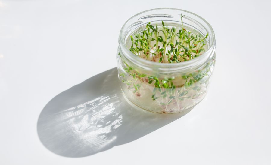 how to grow microgreens in a jar
