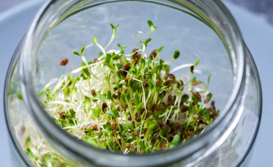 grow microgreens in a jar 3