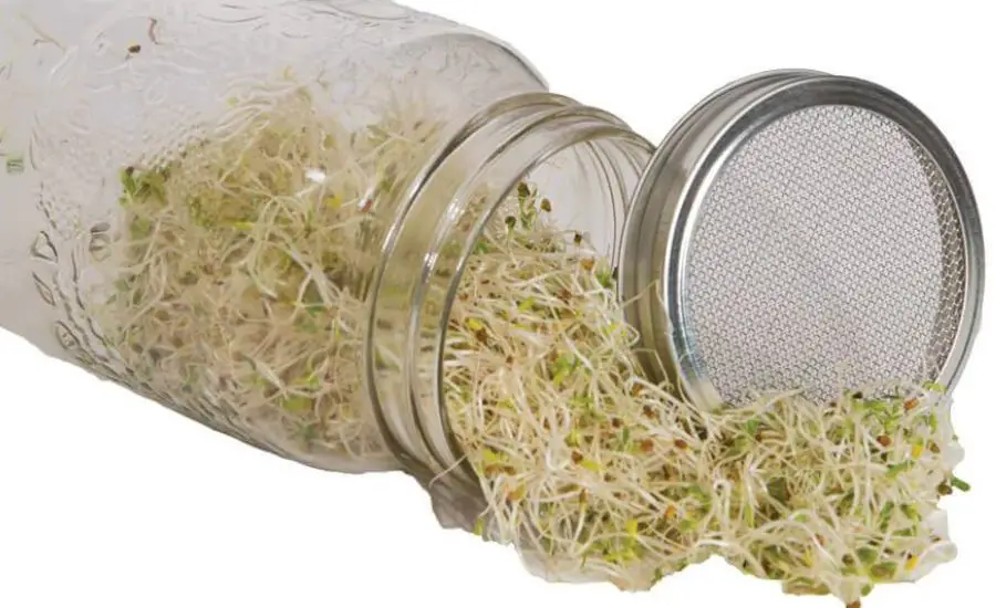 grow microgreens in a jar 5 1