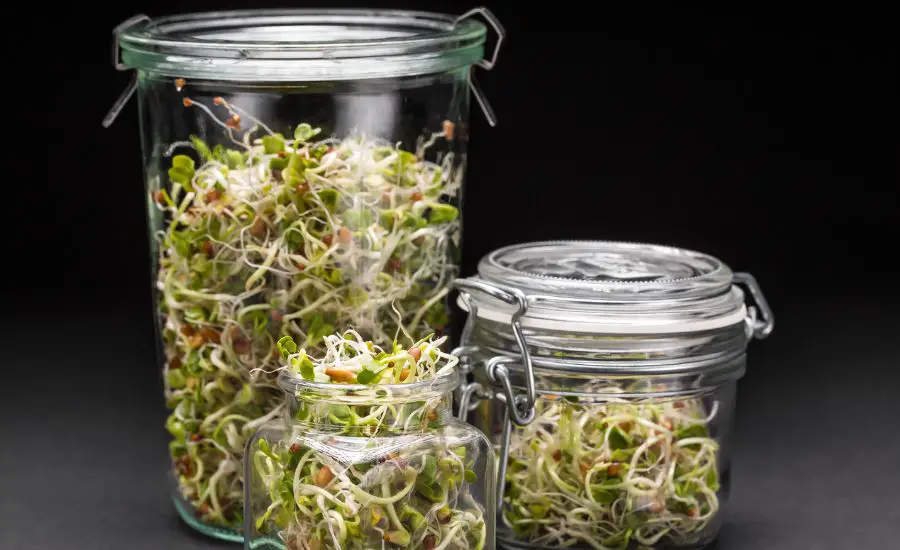 grow microgreens in a jar 6