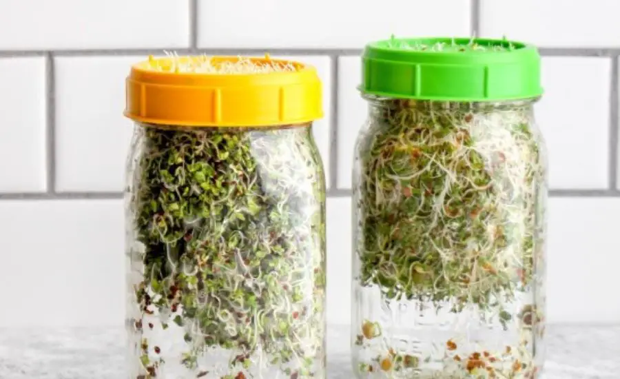 grow microgreens in a jar 9