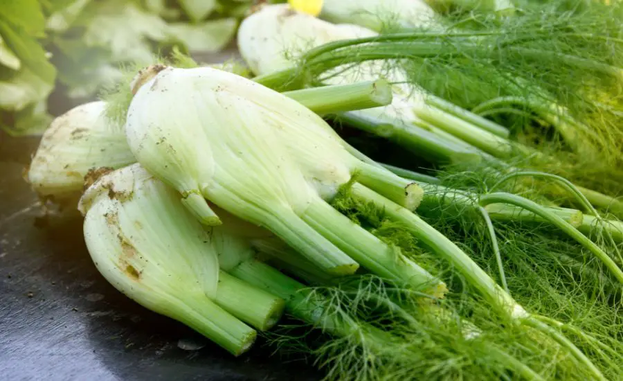 when to harvest fennel
