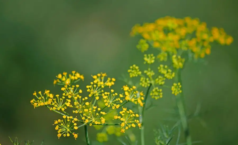 harvest fennel 2