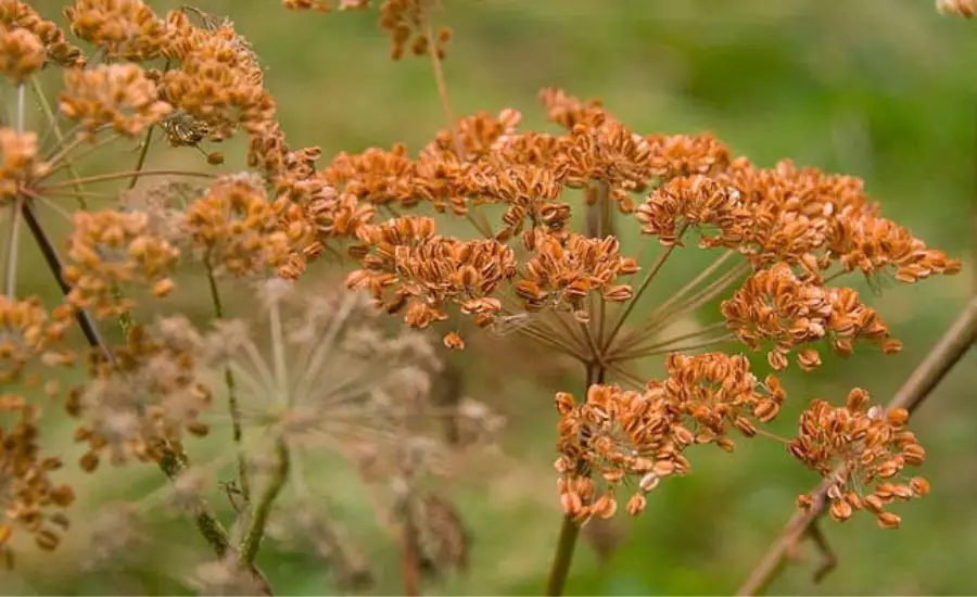 harvest fennel 3