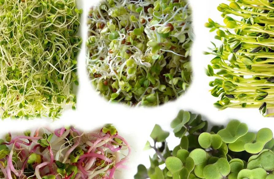 difference between microgreens and sprouts