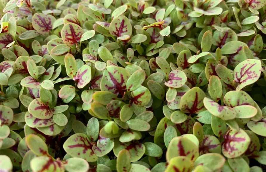 sorrel microgreens
