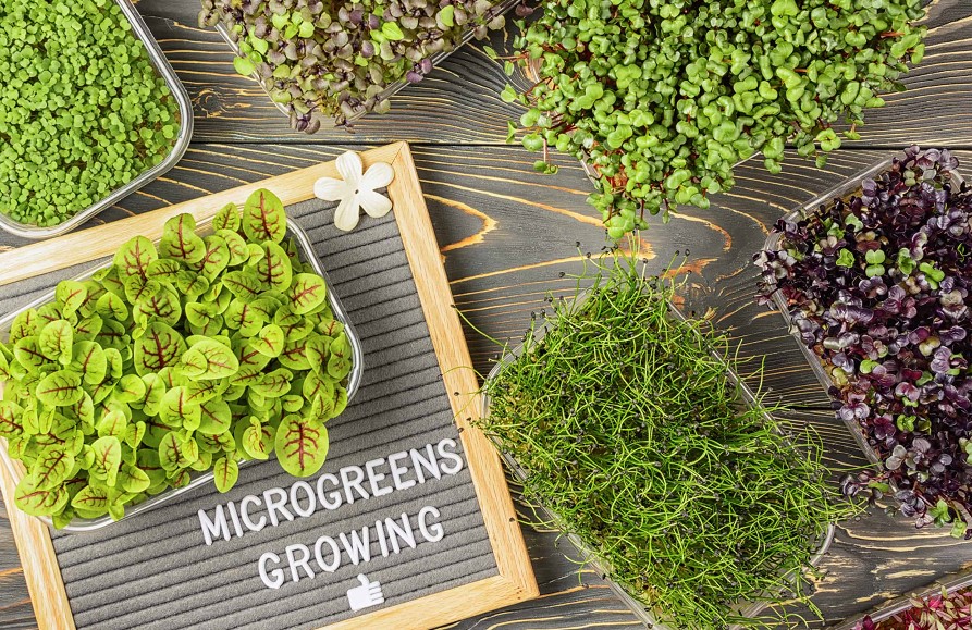 Most profitable microgreens: super guide & 4 helpful tips