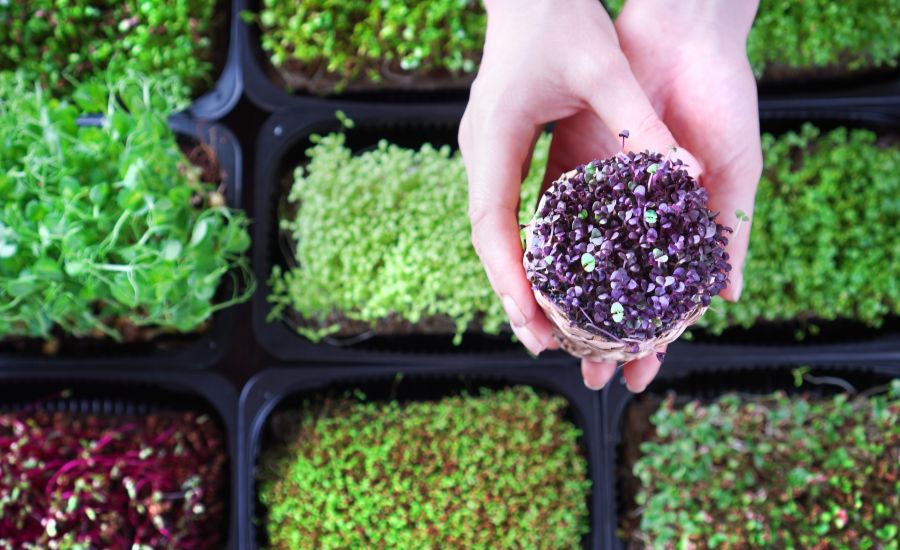 why are microgreens so expensive
