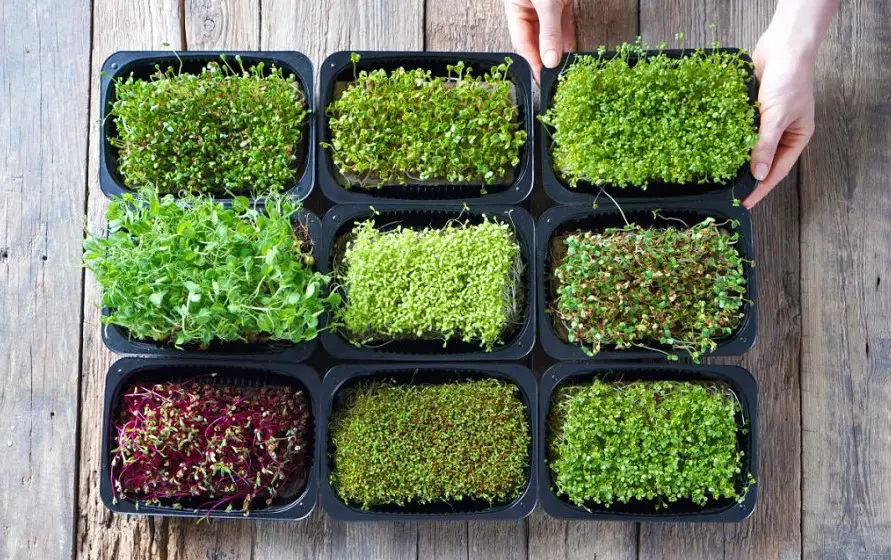 selling microgreens to restaurants
