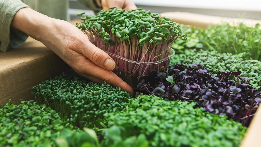 Selling microgreens to restaurants: top 11 tips & best guide