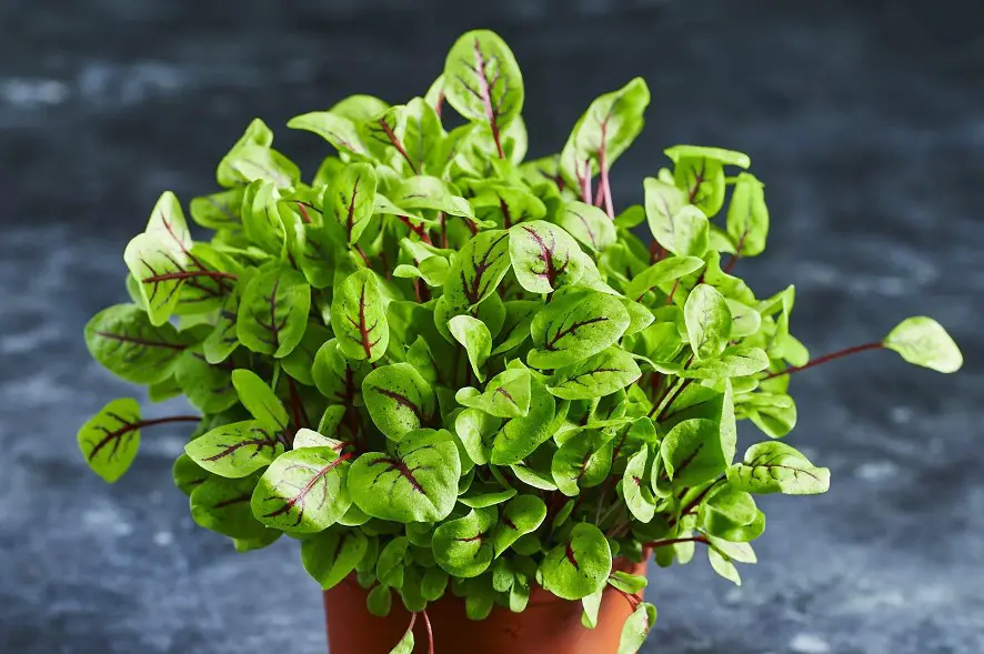 Sorrel microgreens: super helpful guide & healthy benefits
