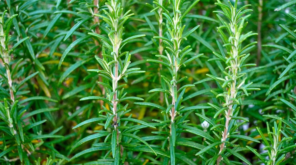White spots on rosemary: Step-be-step causes how to treat it
