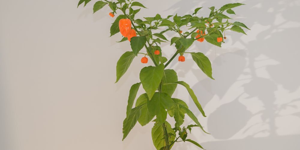 Ability to grow habanero plants indoors