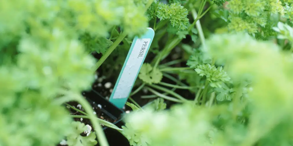 Best time to harvest parsley