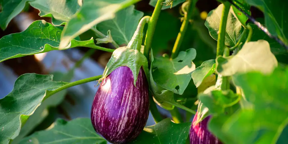 Eggplant