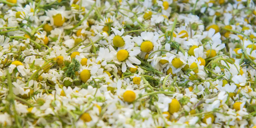 Harvest the flower heads