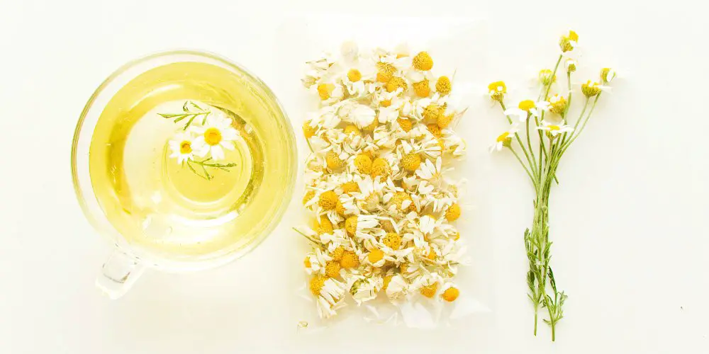 How do you harvest chamomile for chamomile tea