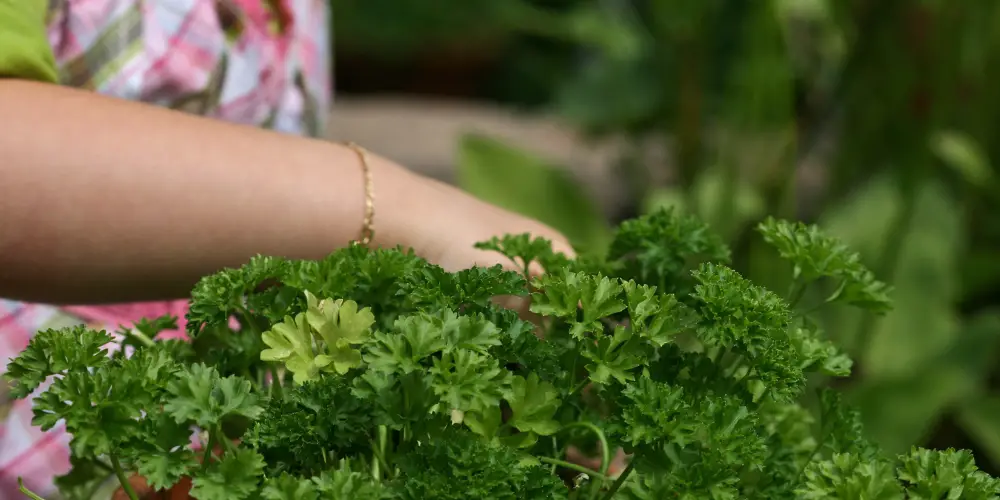 How to harvest parsley