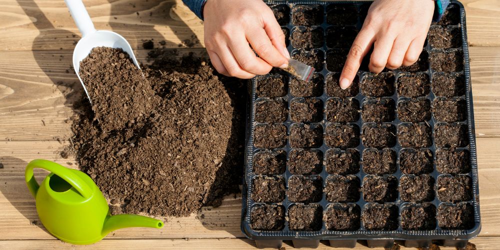 How to sow pepper seeds