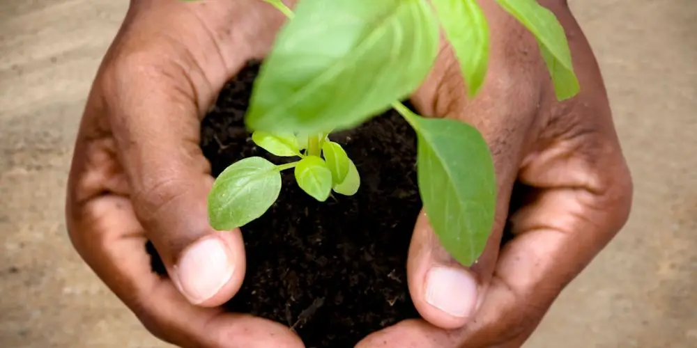 Proper planting of a Habanero pepper plant