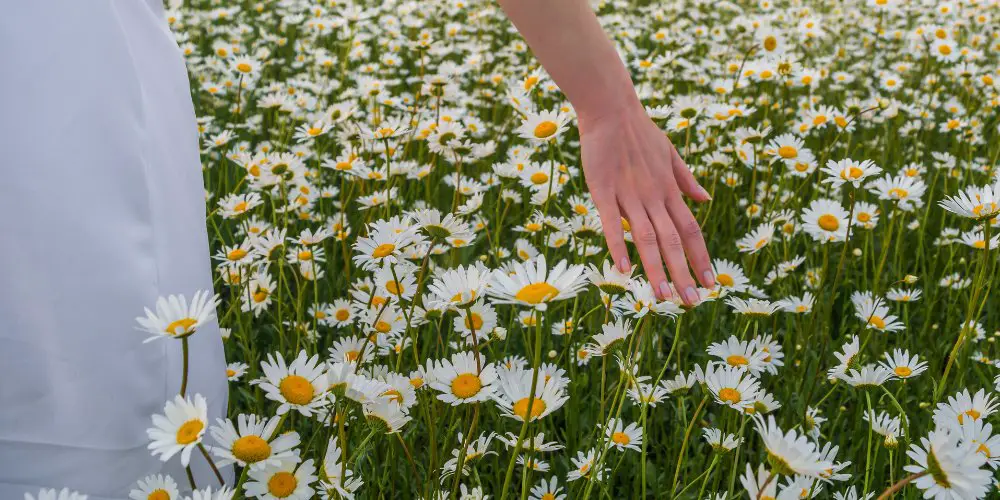 Why plant chamomile