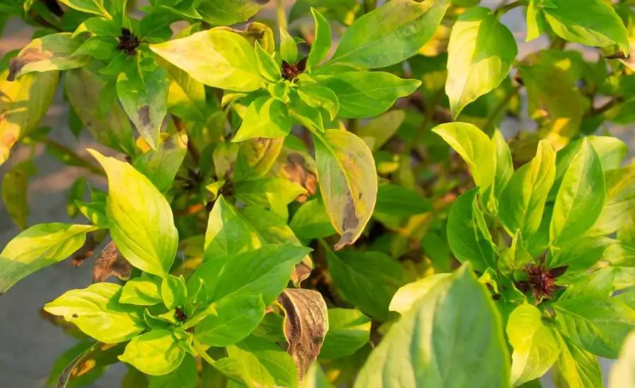 basil plant yellow leaves
