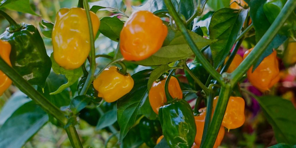 how to grow habanero peppers indoors