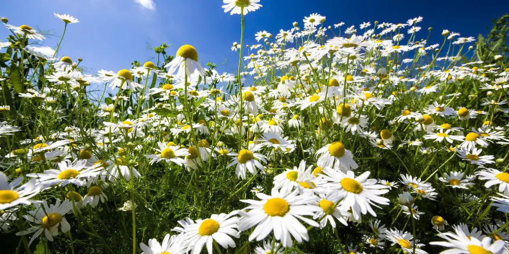 chamomile easy to grow