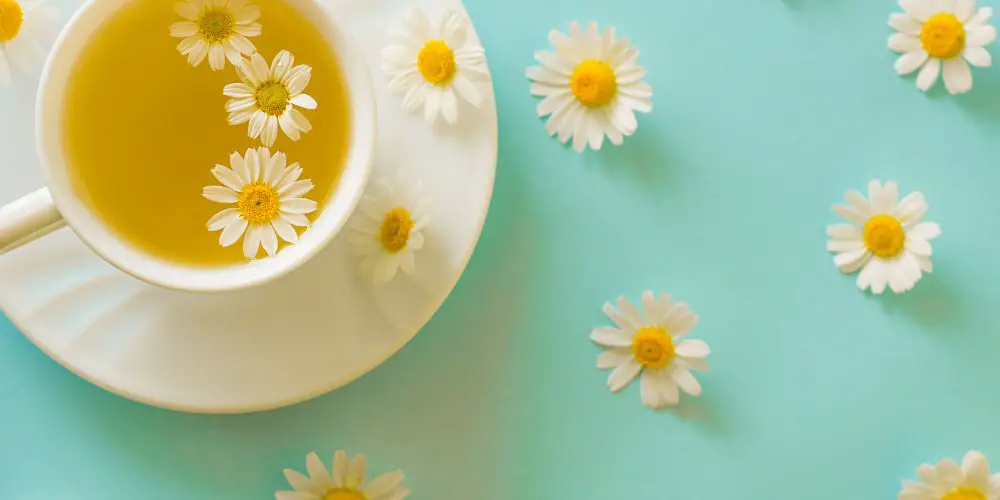 chamomile flowers are better for tea