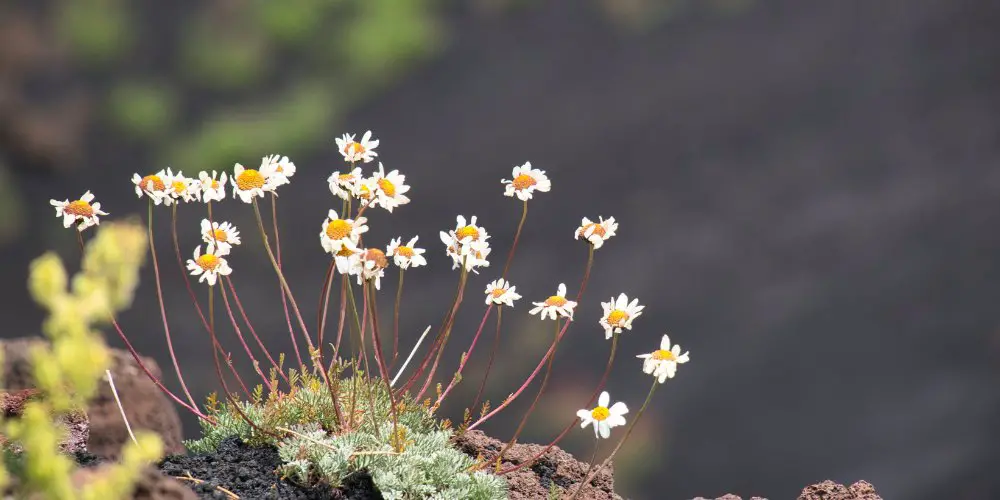 difficult to maintain chamomile