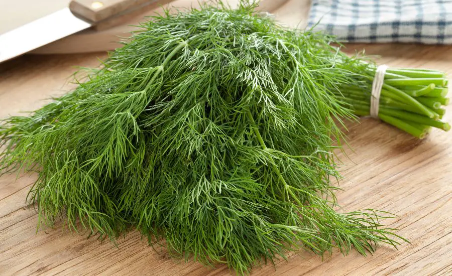 how to harvest dill leaves 1