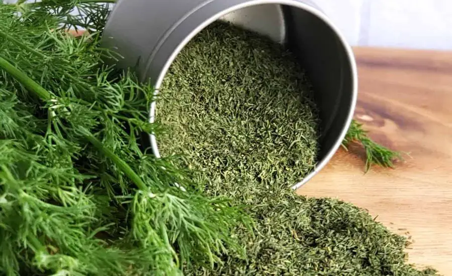 how to harvest dill leaves 10