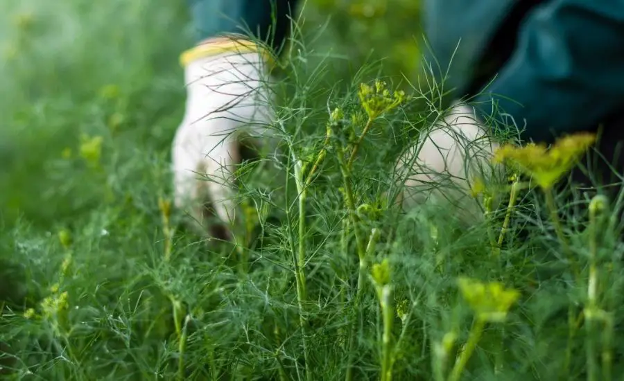 how to harvest dill leaves 2