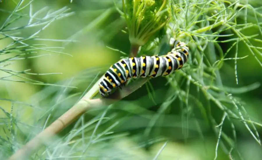 how to harvest dill leaves 3