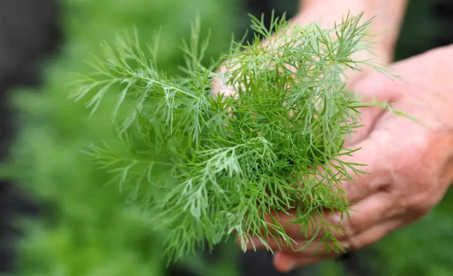 how to harvest dill leaves 4