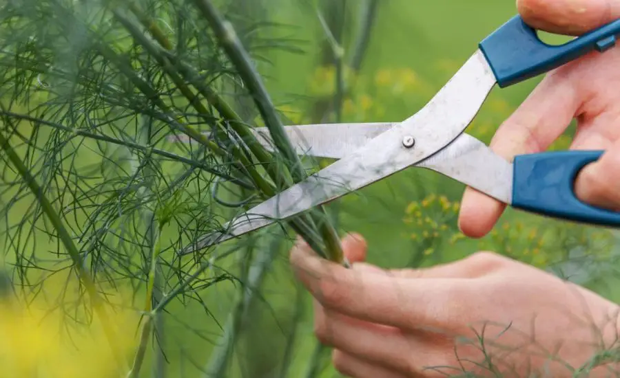 how to harvest dill leaves 5