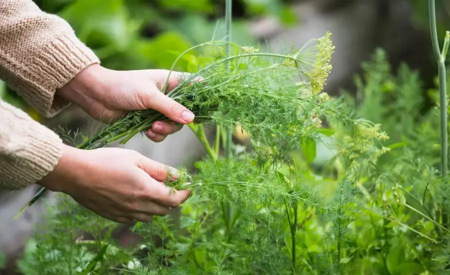 how to harvest dill leaves 6