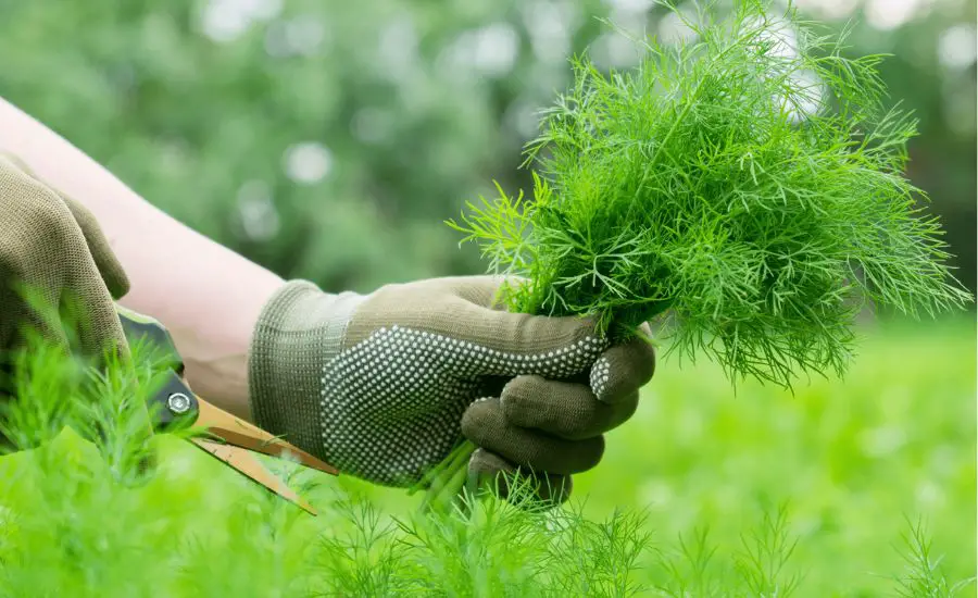 how to harvest dill leaves 8